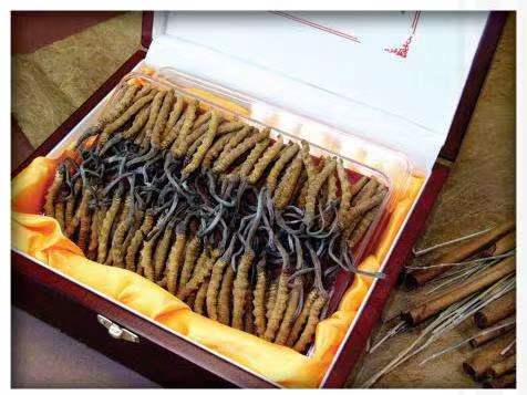 民丰冬虫夏草回收